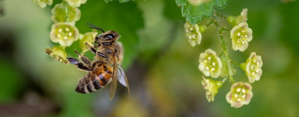 bee 3360682 1280 e1612534118786